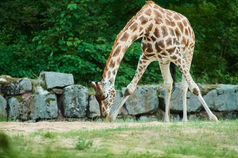 Reticulated giraffe