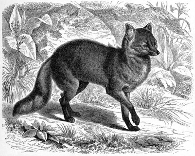 Maikong