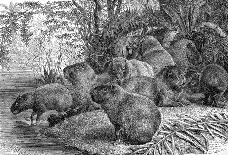 Capybara