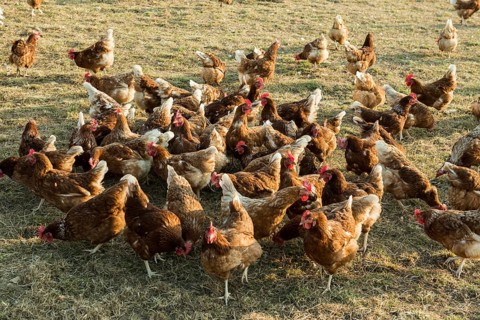 Free-range chickens