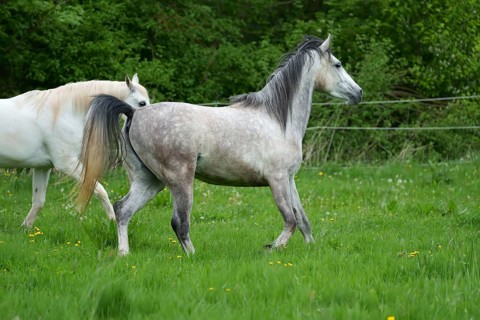 Horses