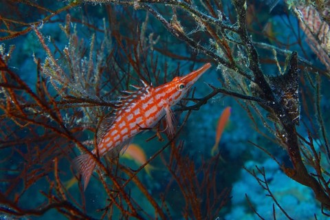 Longnose hawkfish