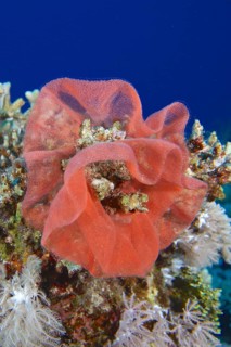 Spawn of Spanish Dancer