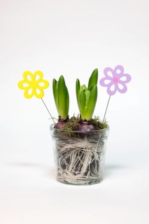 Garden hyacinth