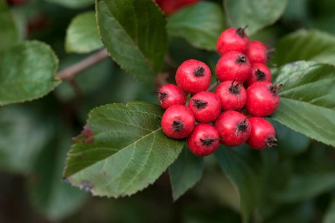 Fruits of the leather-leaved hawthorn or apple thorn