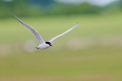 Gull-billed tern