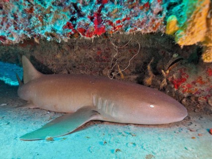 Atlantic nurse shark
