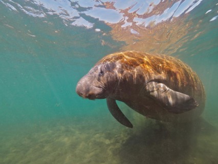 West indian manatee