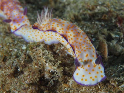 Beautiful hypselodoris