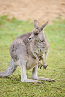 Eastern grey kangaroo