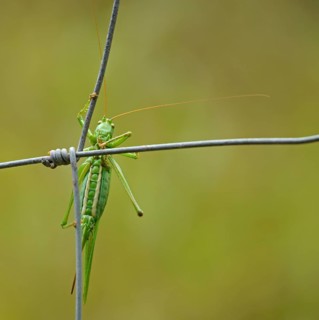 Great green bush cricket