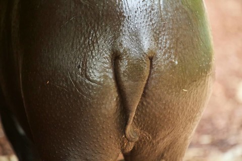 Pygmy hippopotamus