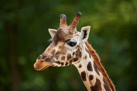 Reticulated giraffe