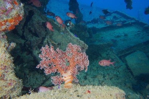 Hemprich's tree coral