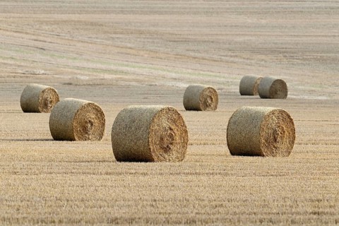 Grain field
