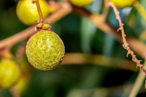 Longan