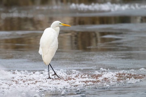 Great egret