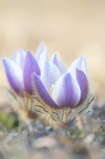 Pasque flower