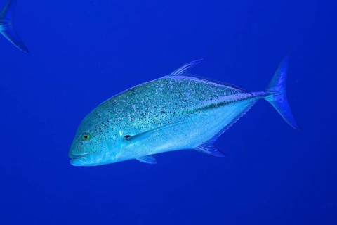 Bluefin trevally