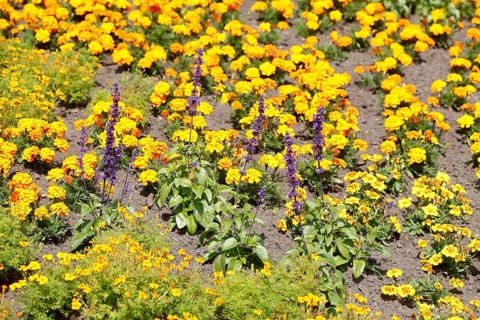 Common lavender