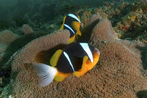 A pair of Allard's anemonefish