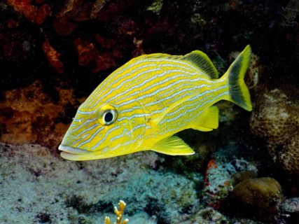 Bluestriped grunt