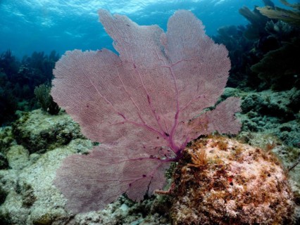 Common sea fan