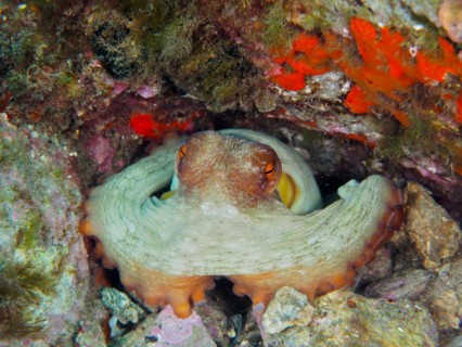 Common octopus