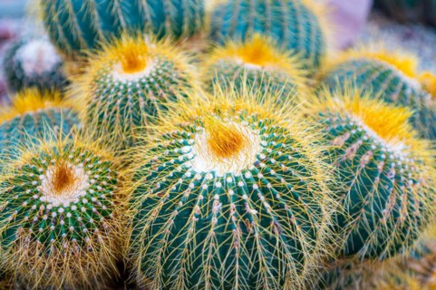 Gold ball cactus or also golden barrel cactus