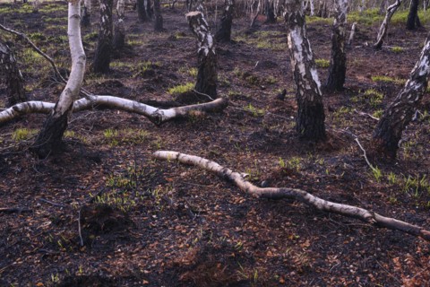 Moor fire