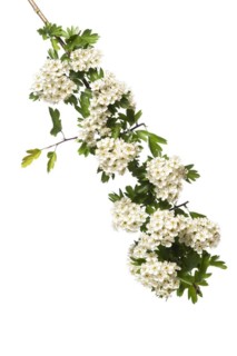 Single-seeded hawthorn