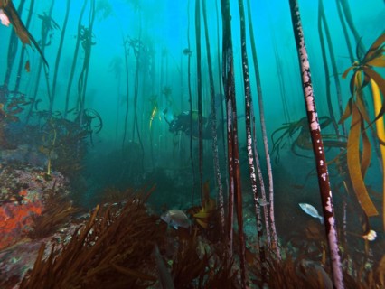 South African kelp