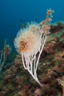 Translucent sea squirt