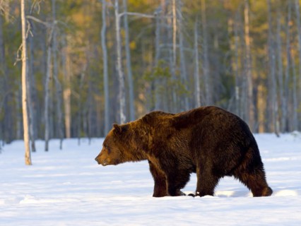 European brown bear
