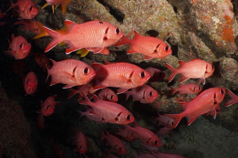 Group of white fringed soldierfish