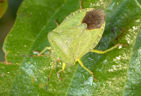 Green shield bug