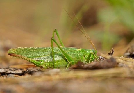 Great green bush cricket