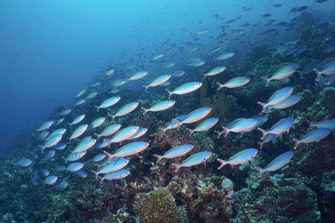 A large school of Red Sea Fusilier Fish Suez Fusilier