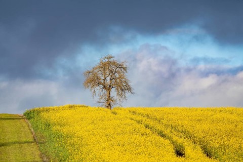 Rape field with tree in winter