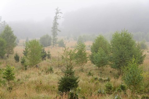 Former windthrow area with typical vegetation