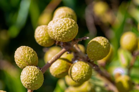 Longan