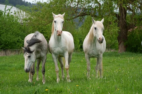 Horses