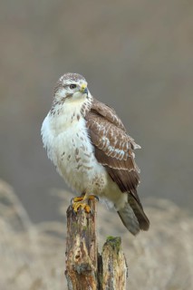 Common steppe buzzard