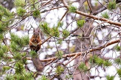 Eurasian red squirrel