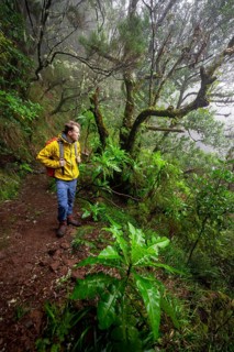 Hiker in dense forest