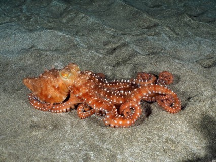 White spotted octopus