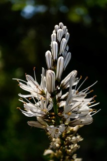 Beautiful wildflower known as Silverrod