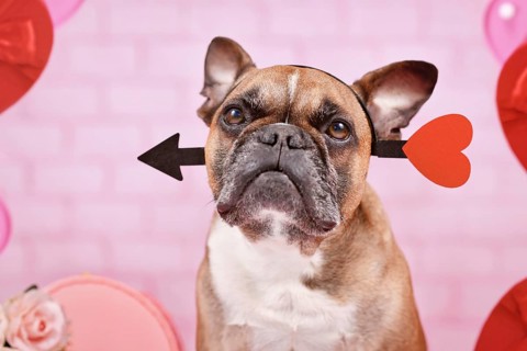 French Bulldog dog with Valentine's day love arrow headband on pink background