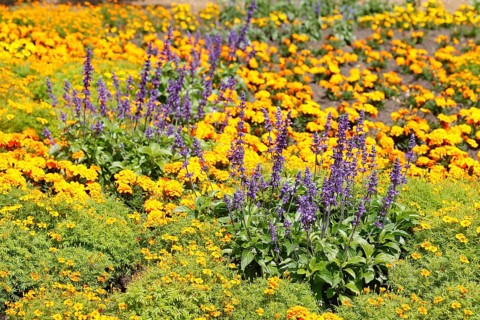 Common lavender