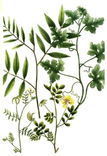 Botany